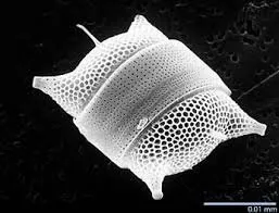 Pillow Diatom