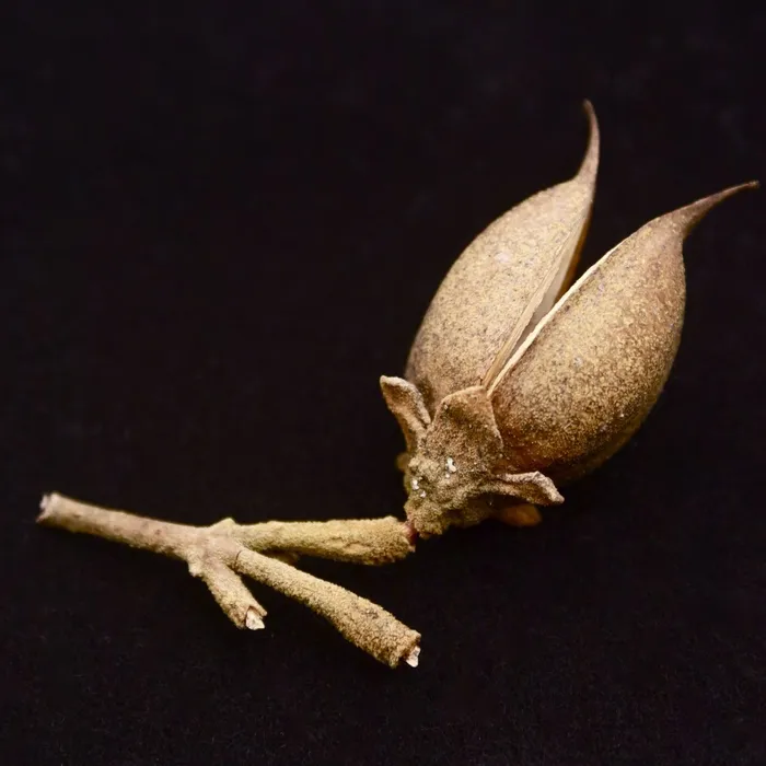 Paulownia pod