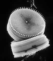 Diatom...microscopic algae