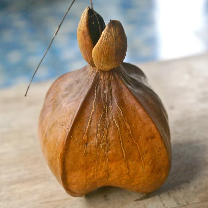 pod from a beach in Bali