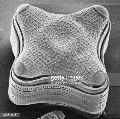 Inspiration for Amphitetras