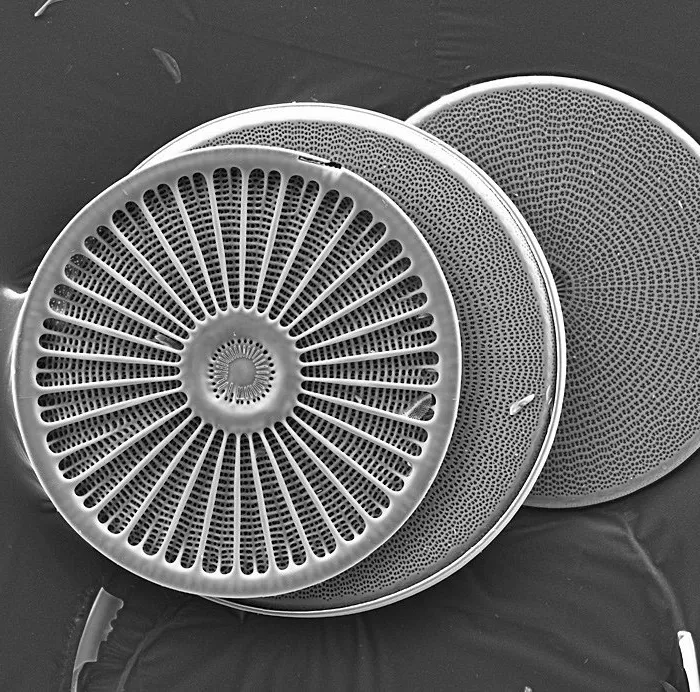 Centric Diatom