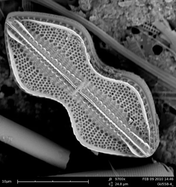 Diploneis crabro (Diatom)