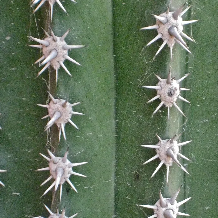cactus spires