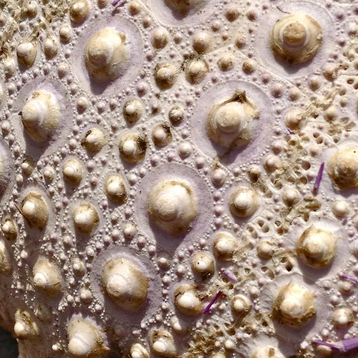 Urchin shell
