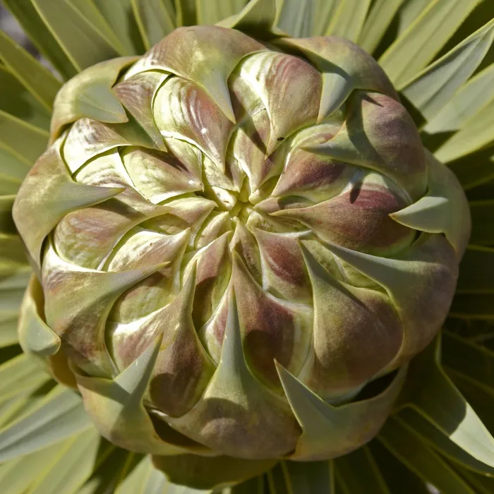 joshua tree bud