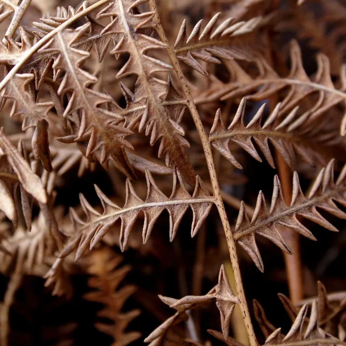 dried fern