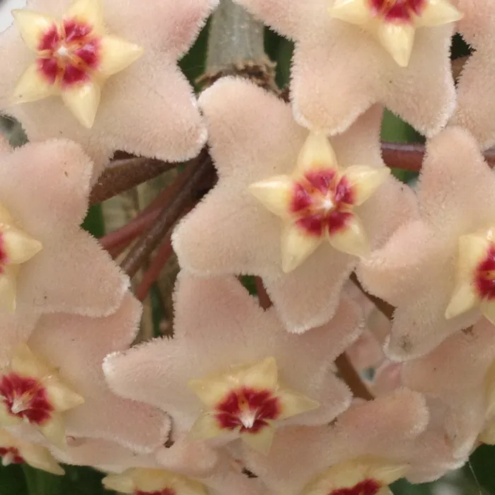 Hoya flowers