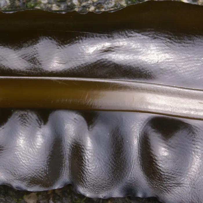 Alaria, Seaweed