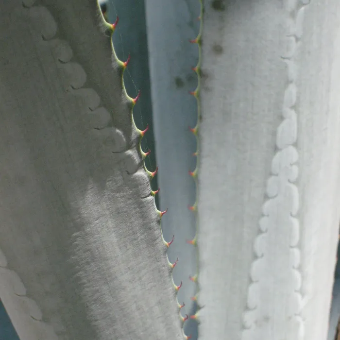 aloe family