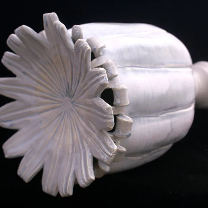 poppy pod