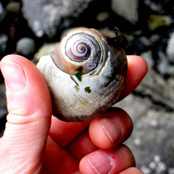 moon snail