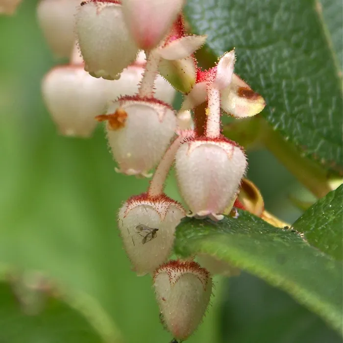salal flowers