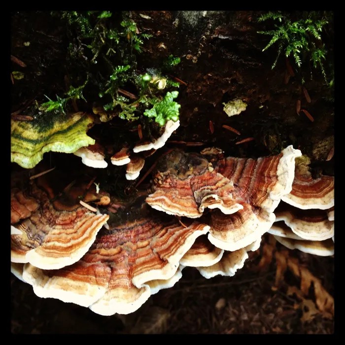 Fungus colours