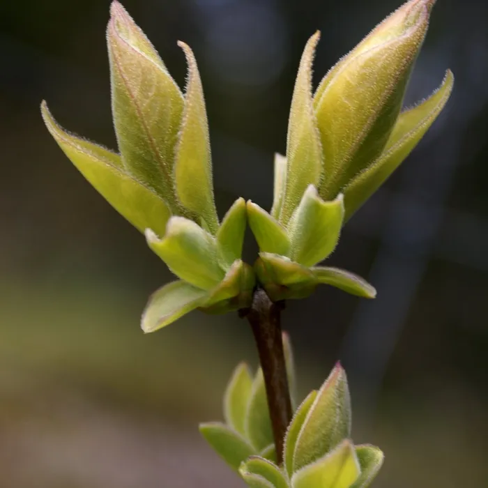 Lilac buds