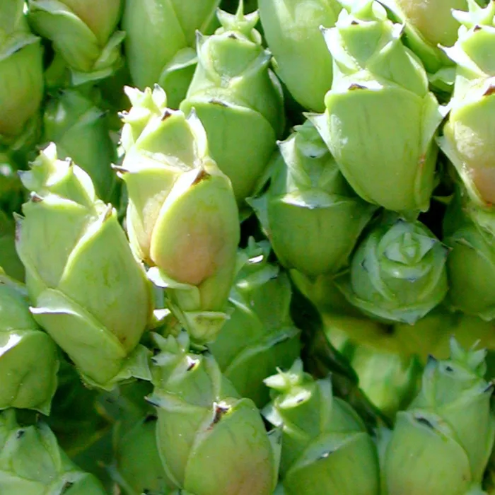 green cedar pods