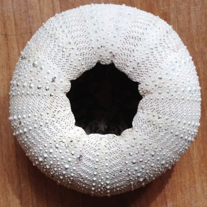 sea urchin