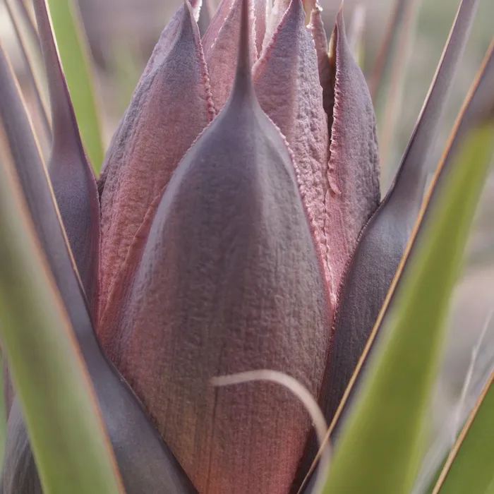 yucca bud