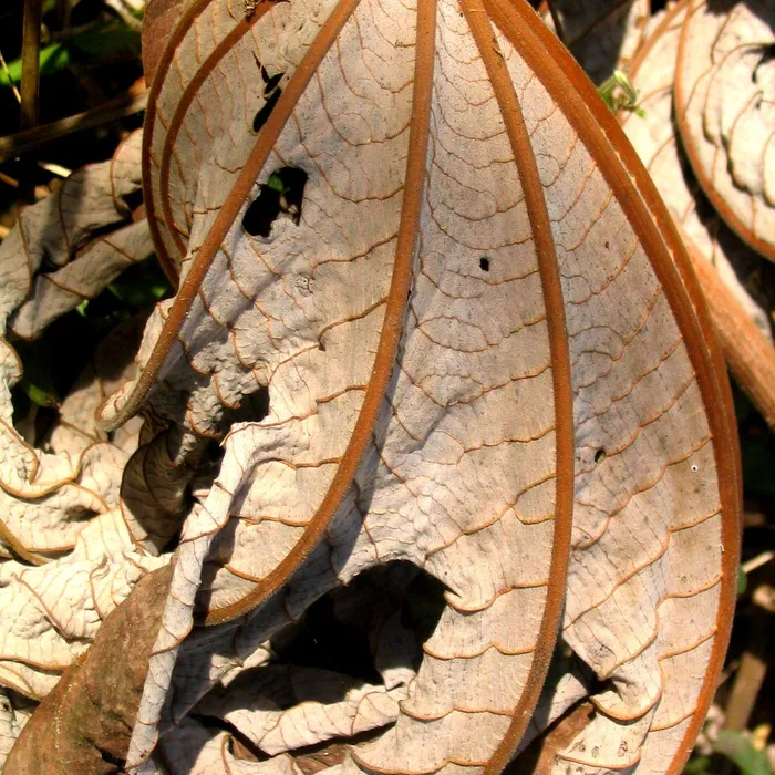 dried leaf, state of Jalisco