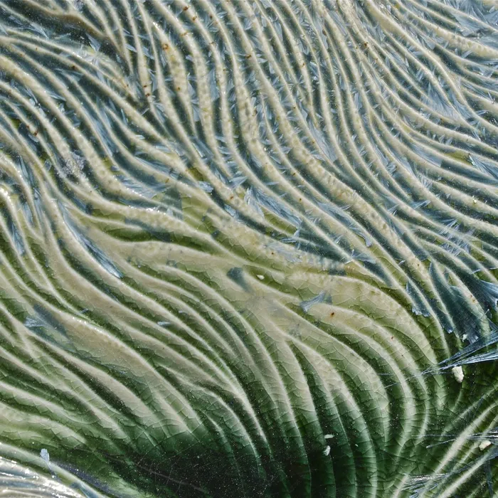 Maple key, detail