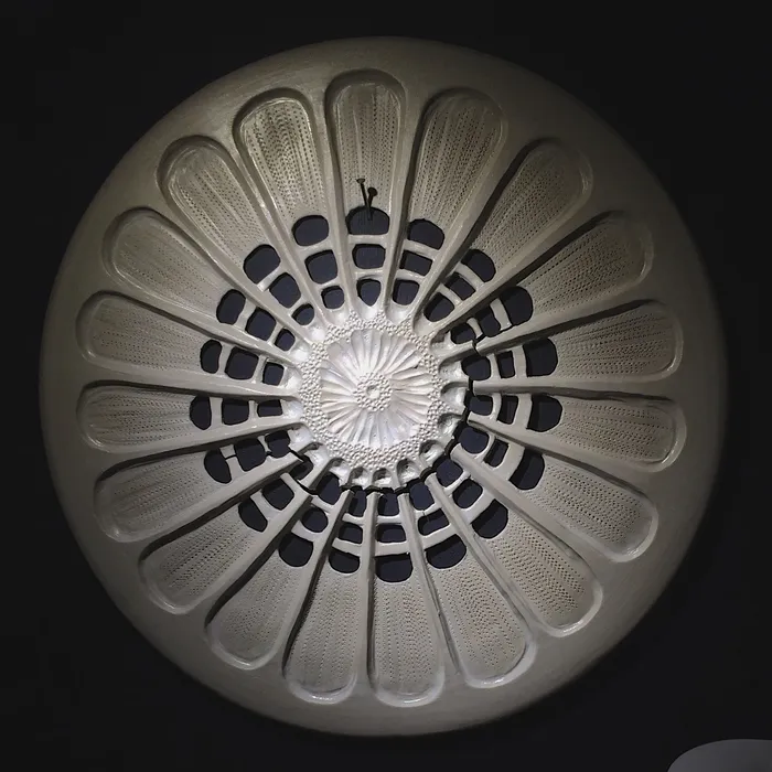 "Arachnoidiscus japonicus"